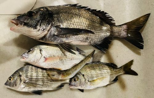 クロダイの釣果