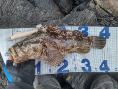 タケノコメバルの釣果