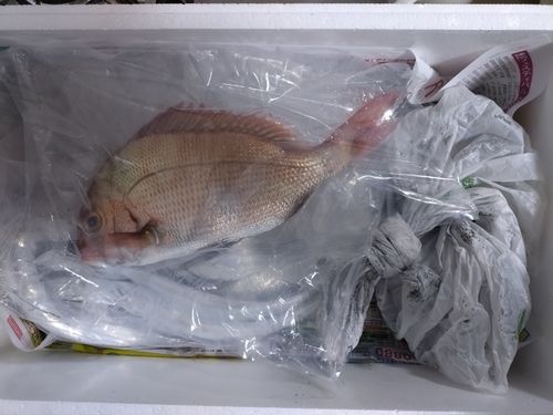 タチウオの釣果