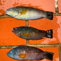 ホシササノハベラ