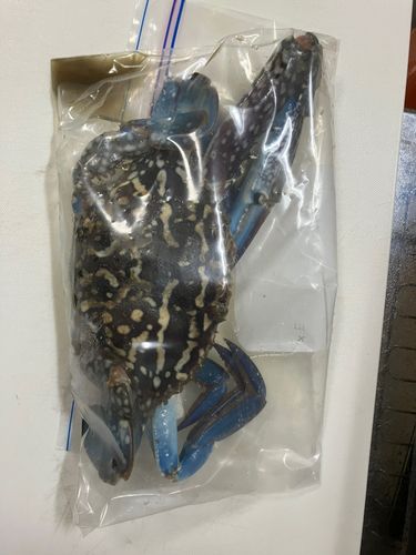 ワタリガニの釣果