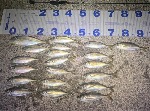 アジの釣果