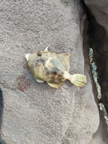 カワハギの釣果