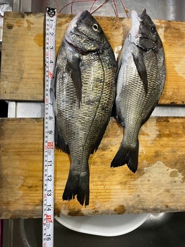 クロダイの釣果