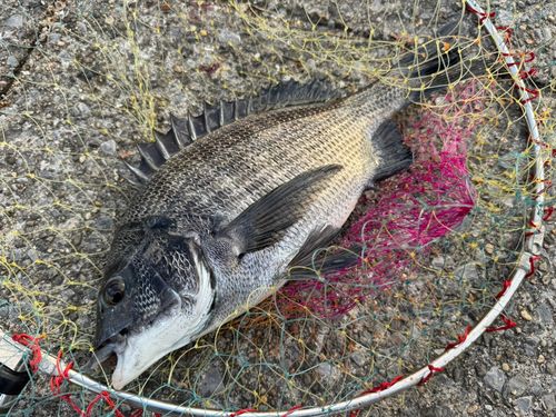 クロダイの釣果