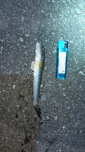 ハゼクチの釣果