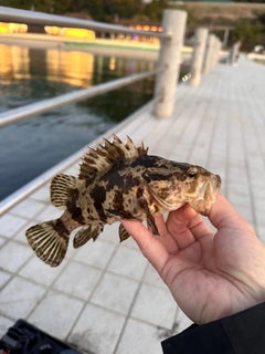 タケノコメバルの釣果