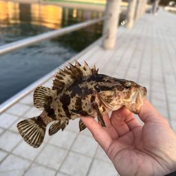 タケノコメバル