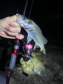 セイゴ（マルスズキ）の釣果