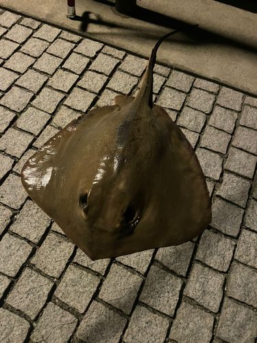 アカエイの釣果