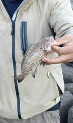 オオモンハタの釣果