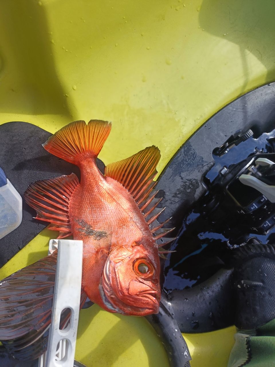 チカメキントキ