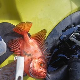 チカメキントキ