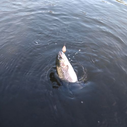 ニジマスの釣果