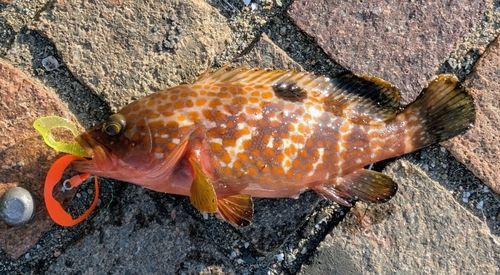 キジハタの釣果