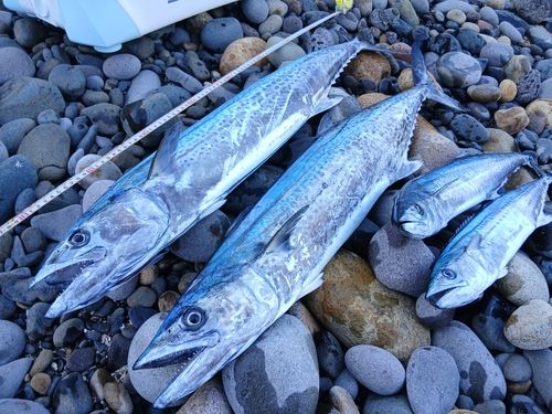 サワラの釣果