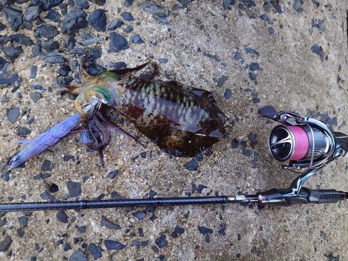 アオリイカの釣果