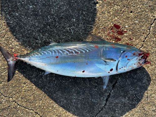 ヒラソウダの釣果