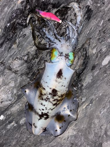 アオリイカの釣果