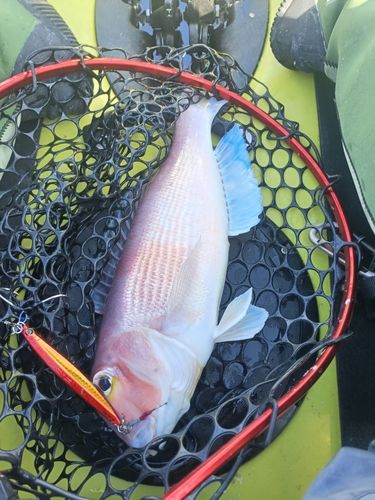 アカアマダイの釣果