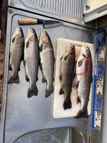 ニジマスの釣果