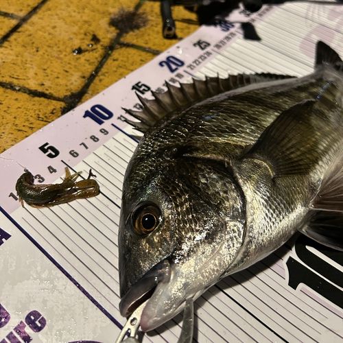 クロダイの釣果