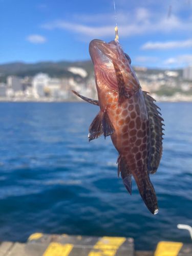 オオモンハタの釣果