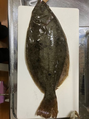 ヒラメの釣果