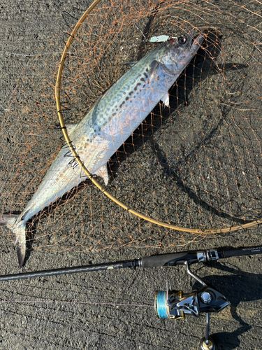 サゴシの釣果