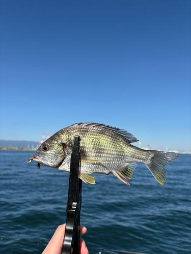 シーサイドコスモ釣り解放区