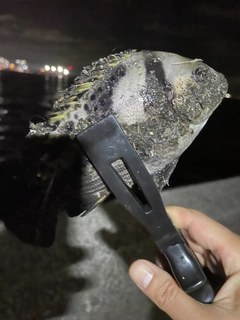 コショウダイの釣果