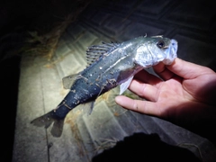 セイゴ（マルスズキ）の釣果