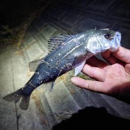 セイゴ（マルスズキ）