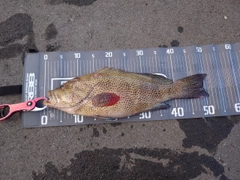 オオモンハタの釣果