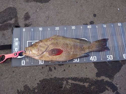 オオモンハタの釣果