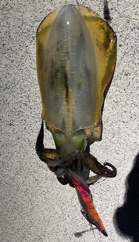アオリイカの釣果