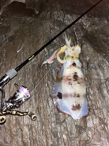 アオリイカの釣果