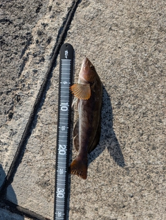 アイナメの釣果