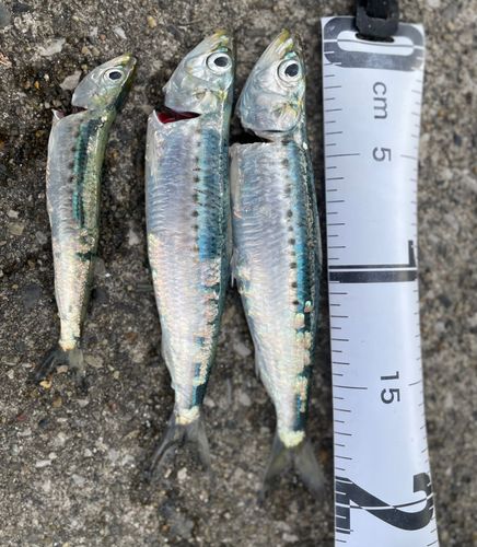 マイワシの釣果