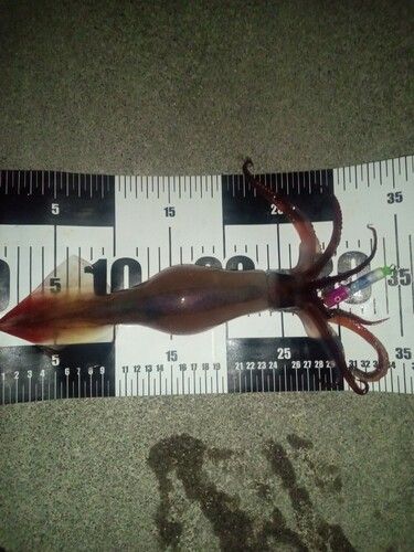 三陸海岸（岩手）