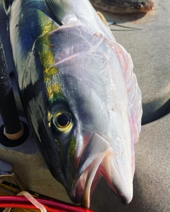 ワラサの釣果