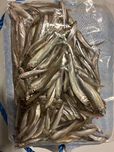 ワカサギの釣果