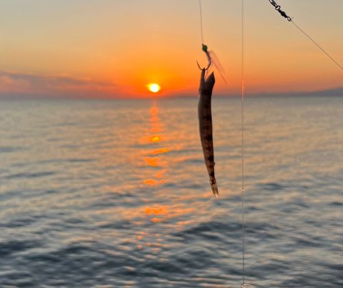 エソの釣果