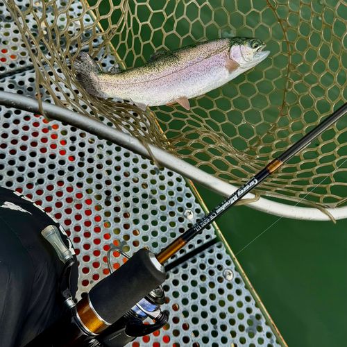 ニジマスの釣果