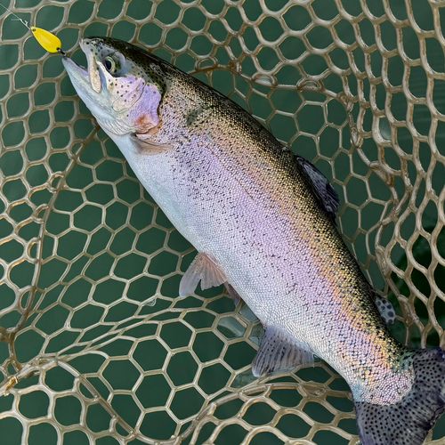 ニジマスの釣果