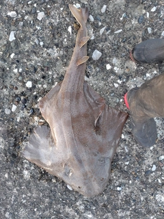 カスザメの釣果