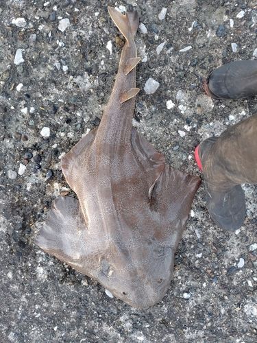 カスザメの釣果