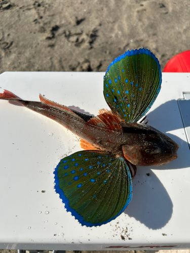 ホウボウの釣果