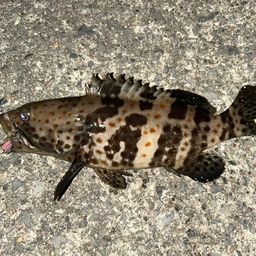 チャイロマルハタ