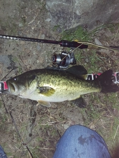 ラージマウスバスの釣果